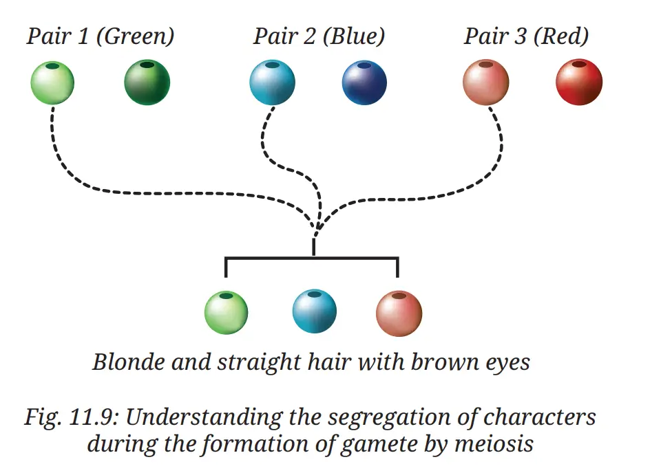 Exploration Class 9 Science, Reproduction: How Life Continues — diagram for this question