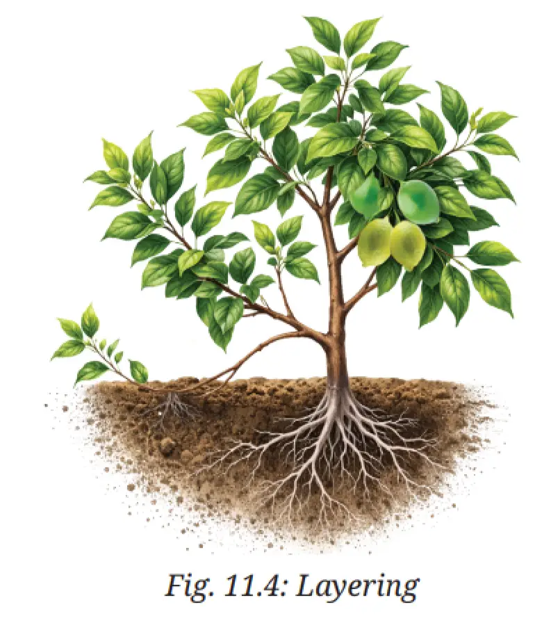 Exploration Class 9 Science, Reproduction: How Life Continues — diagram for this question