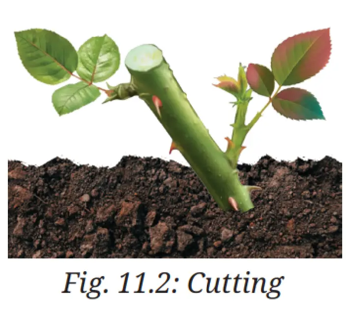Exploration Class 9 Science, Reproduction: How Life Continues — diagram for this question