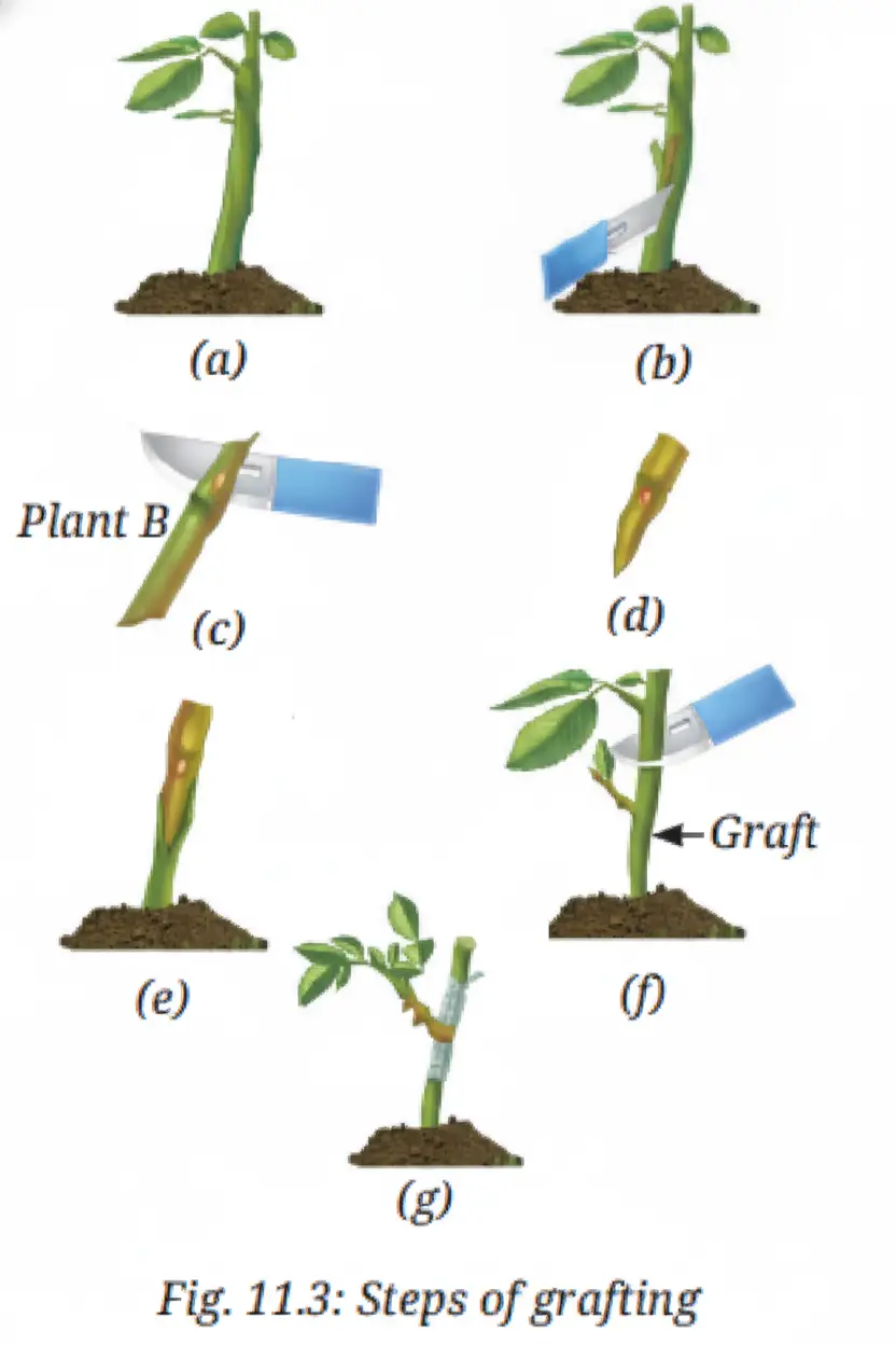 Exploration Class 9 Science, Reproduction: How Life Continues — diagram for this question