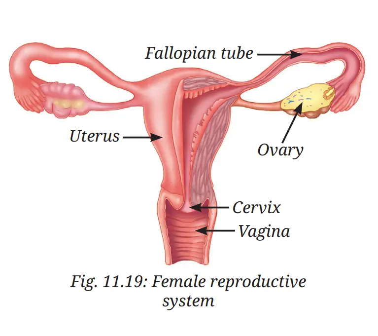 Exploration Class 9 Science, Reproduction: How Life Continues — diagram for this question