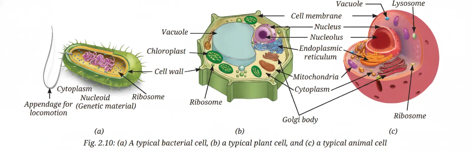 Exploration Class 9 Science, Cell: The Building Block of Life — diagram for this question