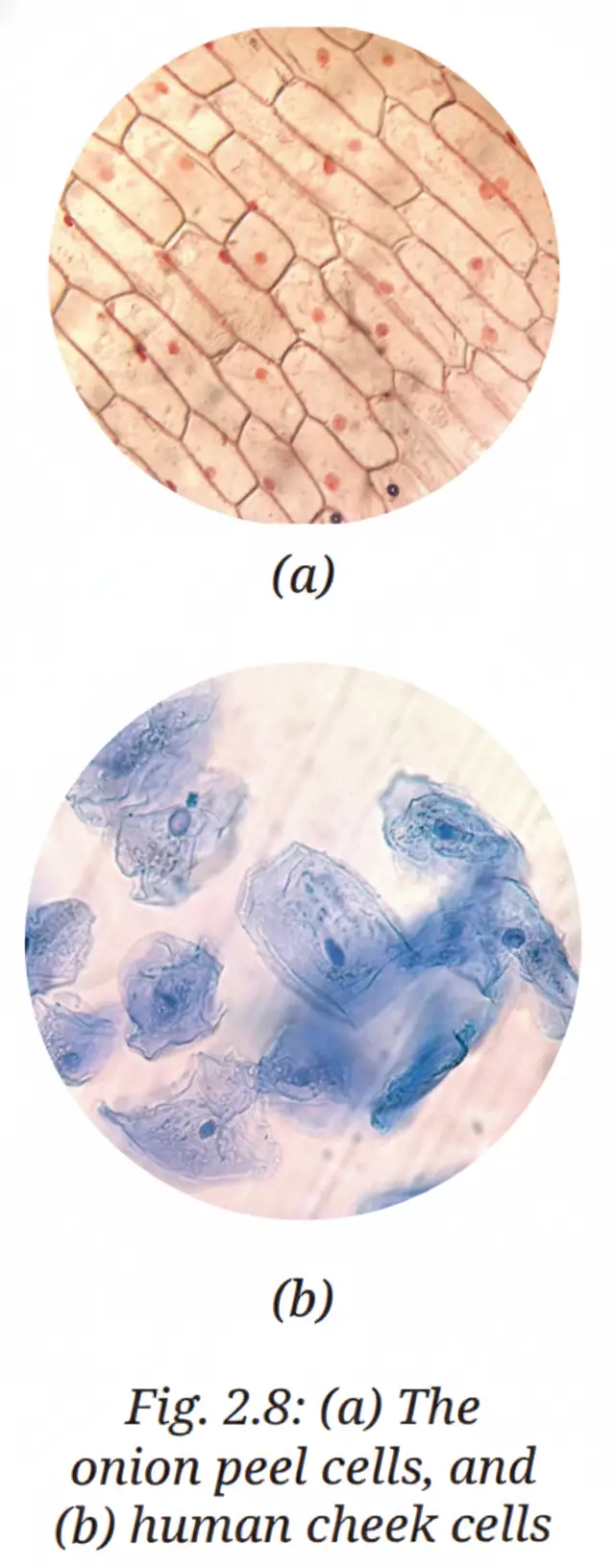 Exploration Class 9 Science, Cell: The Building Block of Life — diagram for this question