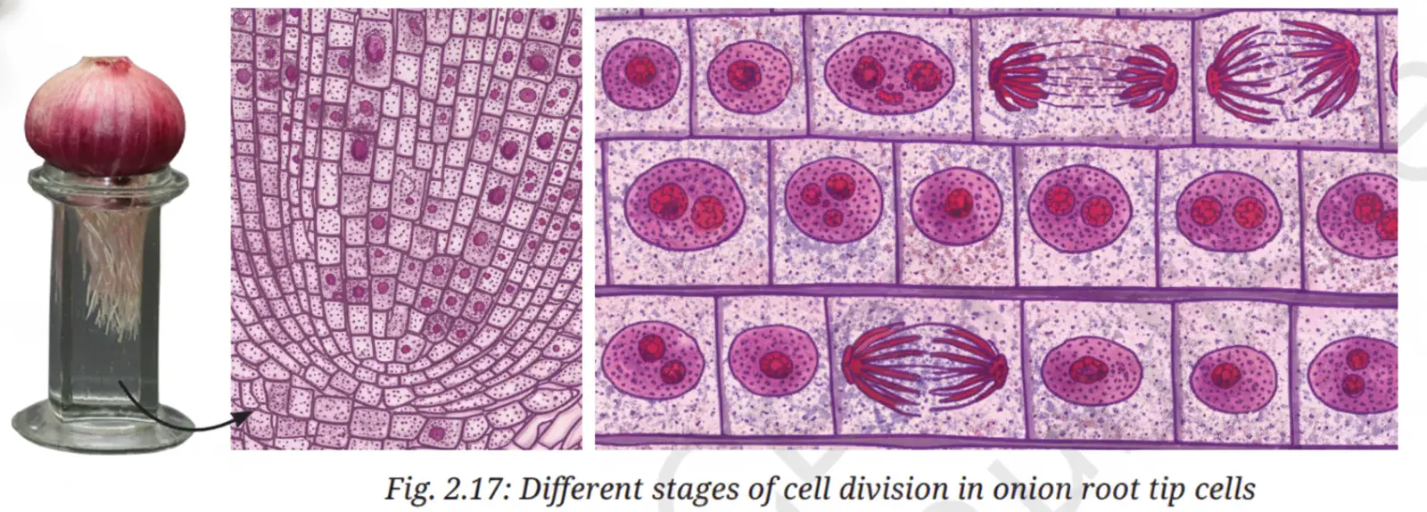 Exploration Class 9 Science, Cell: The Building Block of Life — diagram for this question