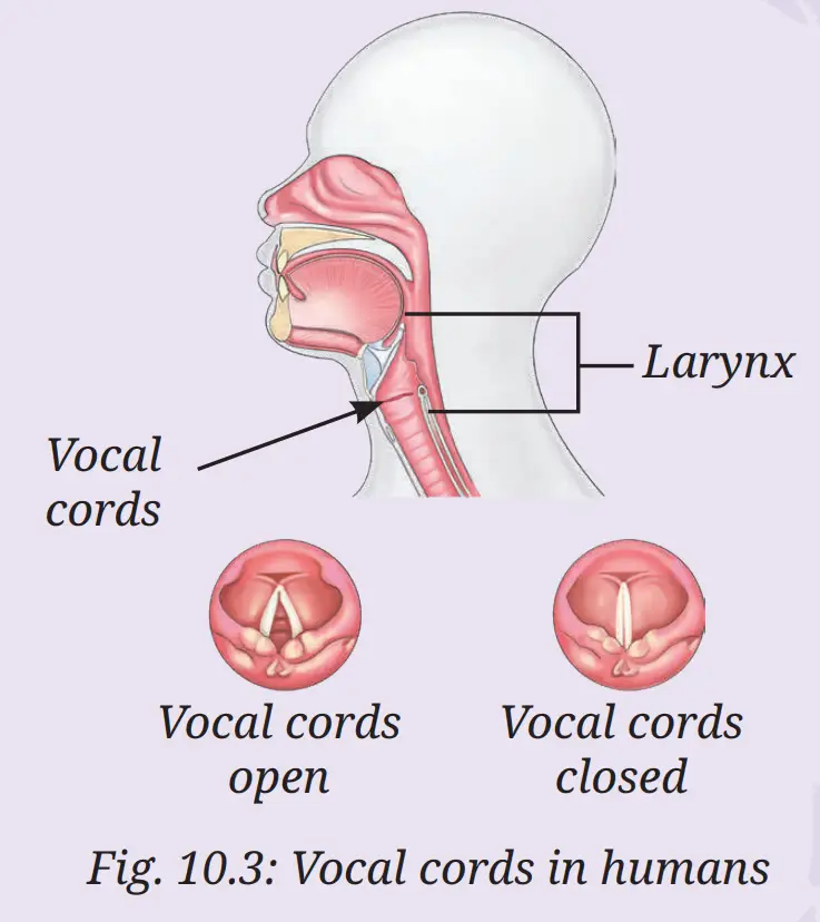 Exploration Class 9 Science, Sound Waves: Characteristics and Applications — diagram for this question