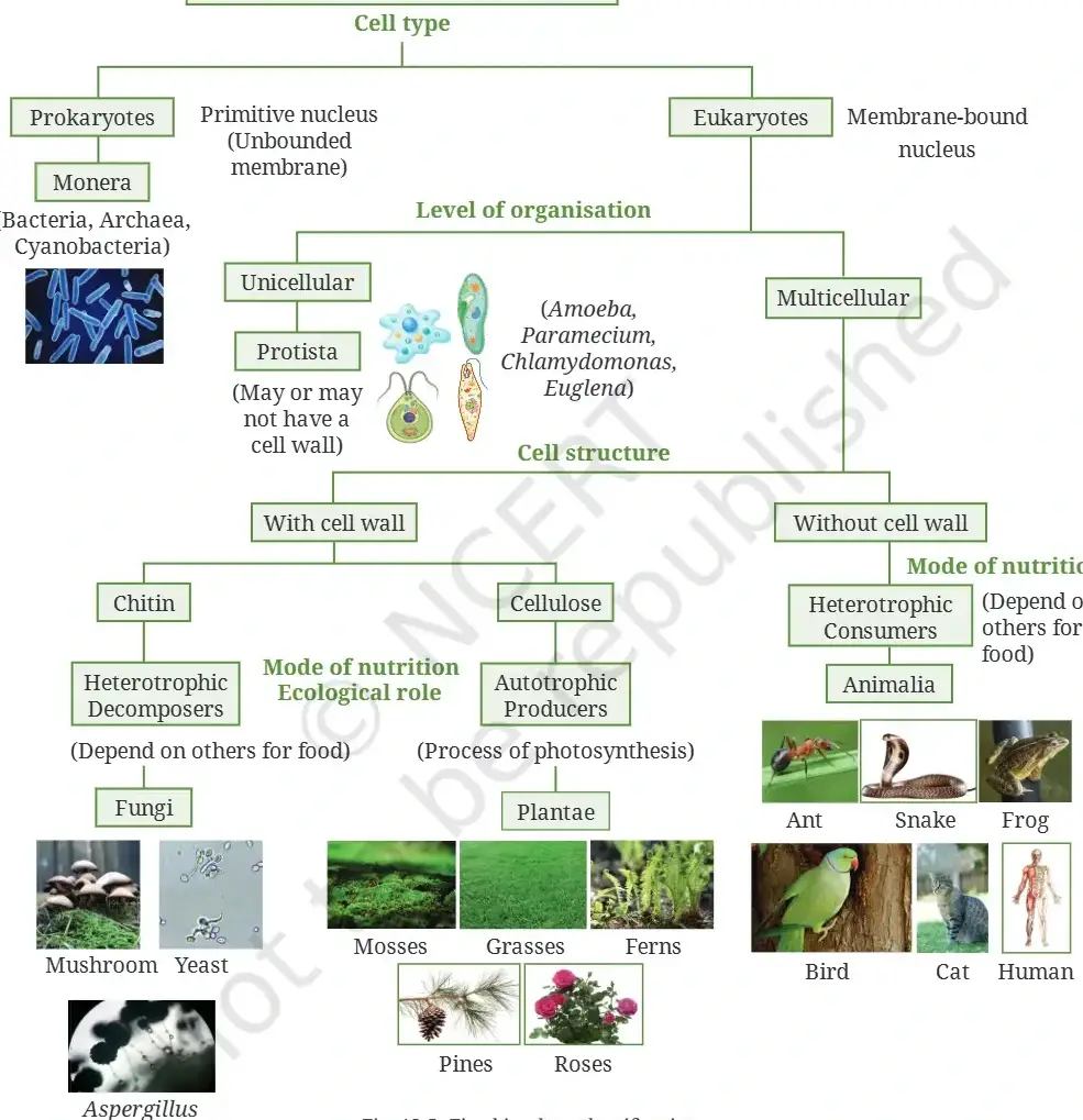 Exploration Class 9 Science, Patterns in Life: Diversity and Classification — diagram for this question