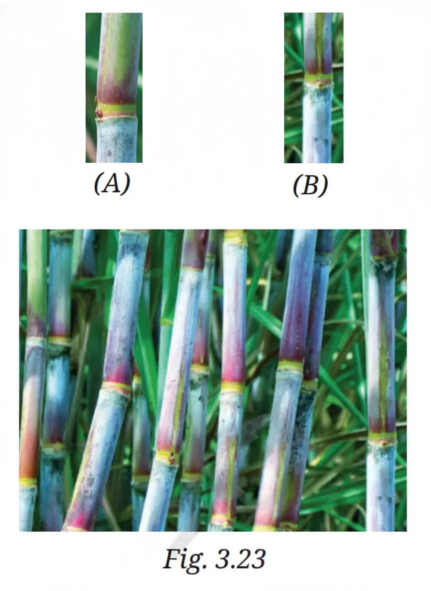 Exploration Class 9 Science, Tissues in Action — diagram for this question