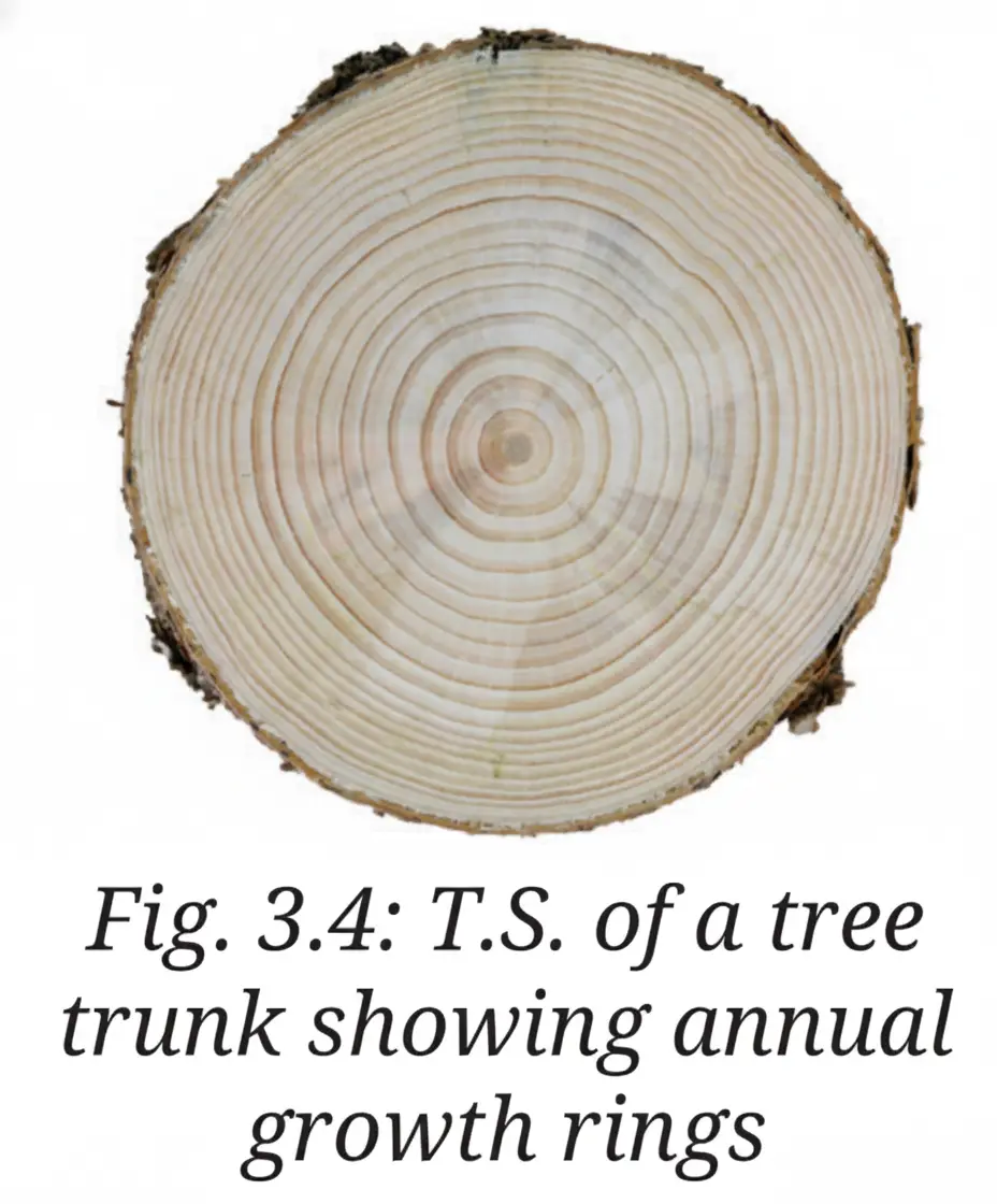 Exploration Class 9 Science, Tissues in Action — diagram for this question