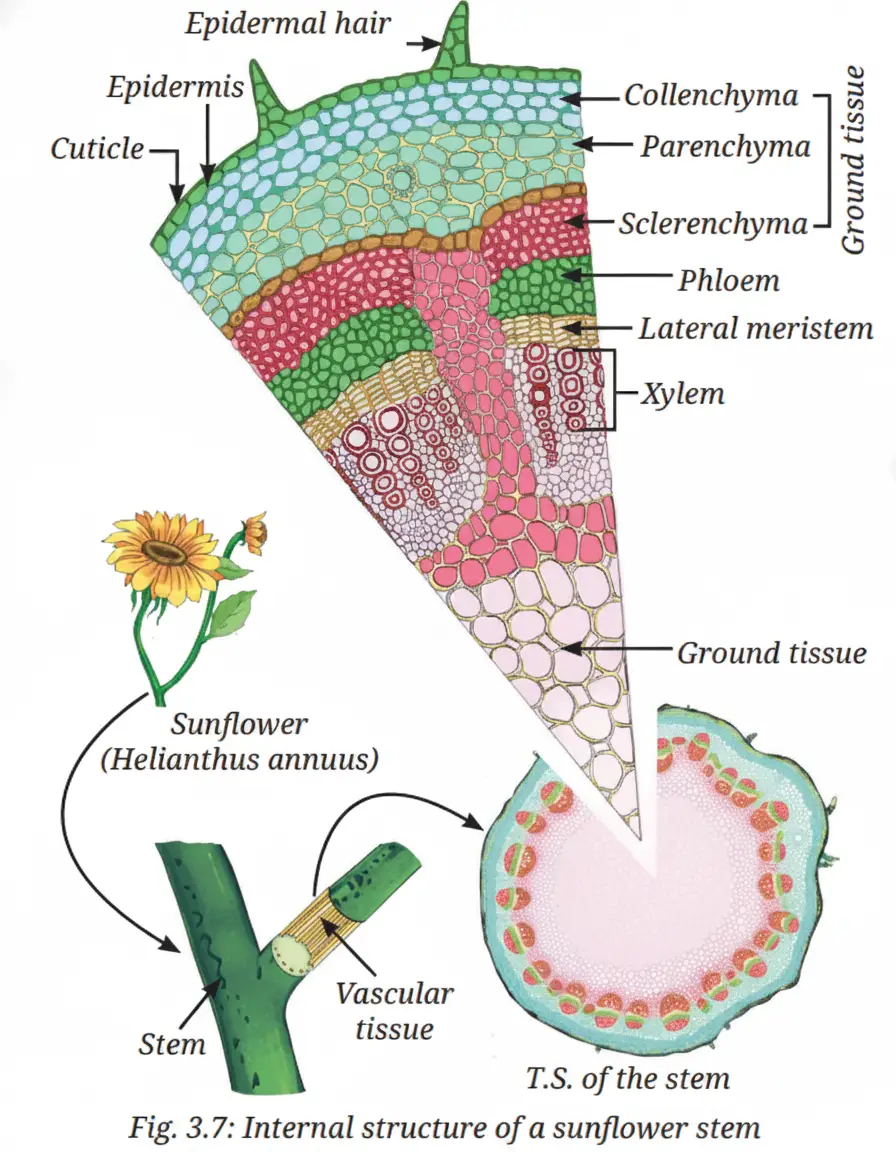 Exploration Class 9 Science, Tissues in Action — diagram for this question